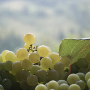 Visita a la Morada del Vino de Bodegas Bigardo en Toro, Zamora