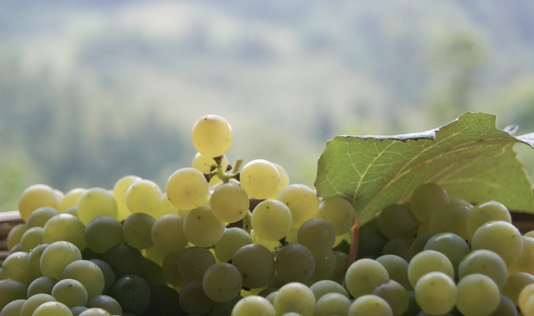 Visita a la Morada del Vino de Bodegas Bigardo en Toro, Zamora